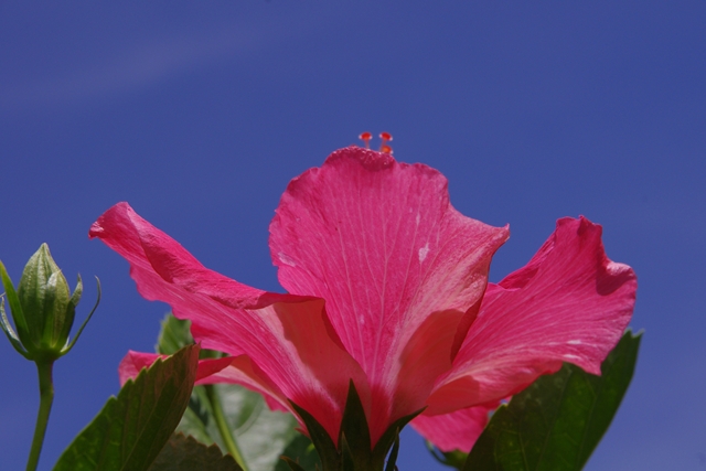 IMGP2686_R.JPG