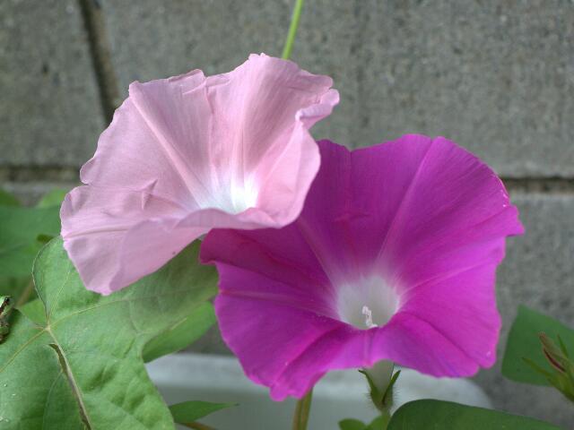 rps20120712_235337_688.jpg