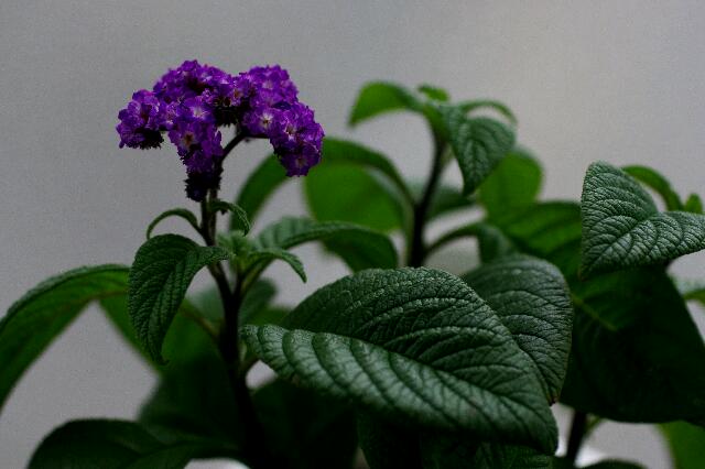 rps20120721_180351.jpg